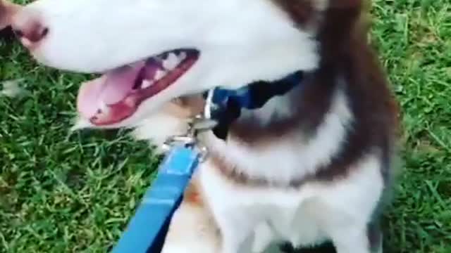 Stubborn Husky Dog Videos 😁😇 Best Funny Animal Videos 2022 😺 Funny Dog Videos 2022 😁