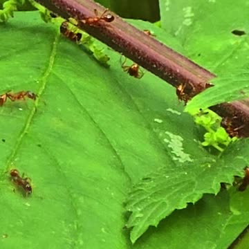 Ants on a leaf in the forest / beautiful insects in nature.