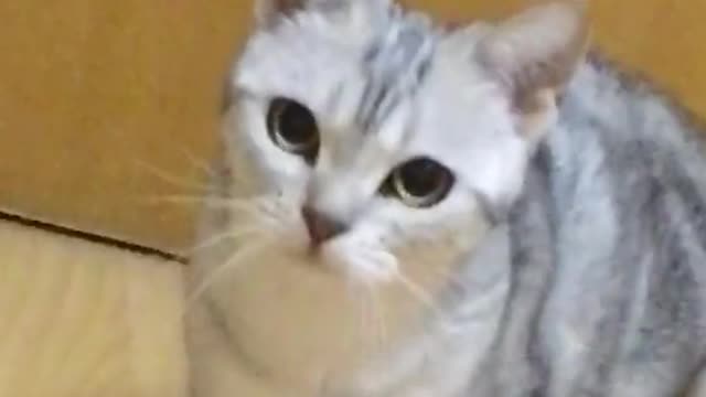 cat with beautiful big eyes