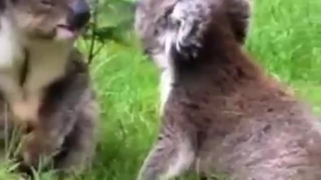 animal funny video !! #short