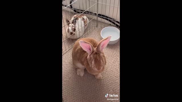 Funny Animal Videos that Make Me Burst Into Tears Laughing 😂 (CUTE)