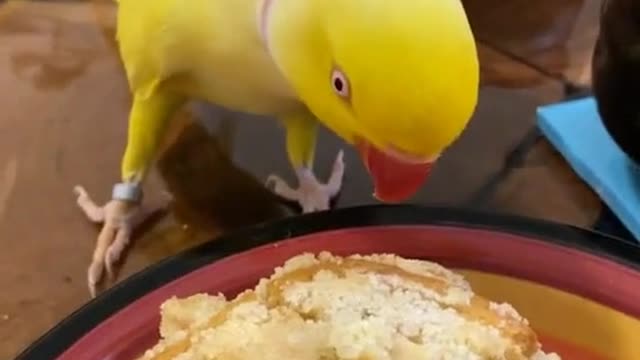 Funny parrot ❤️ eating parrot