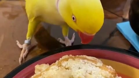 Funny parrot ❤️ eating parrot