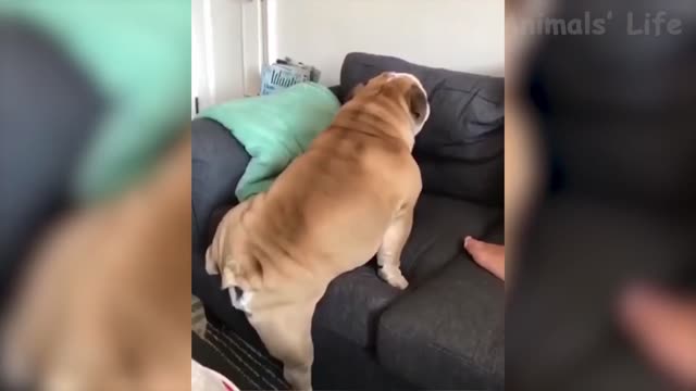 fart dog