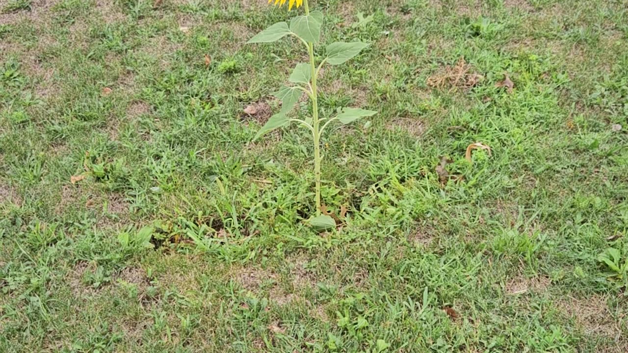 SUNFLOWER CONFUSION