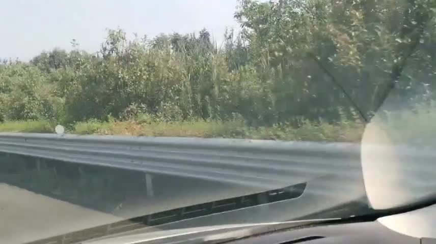 Roadside plants