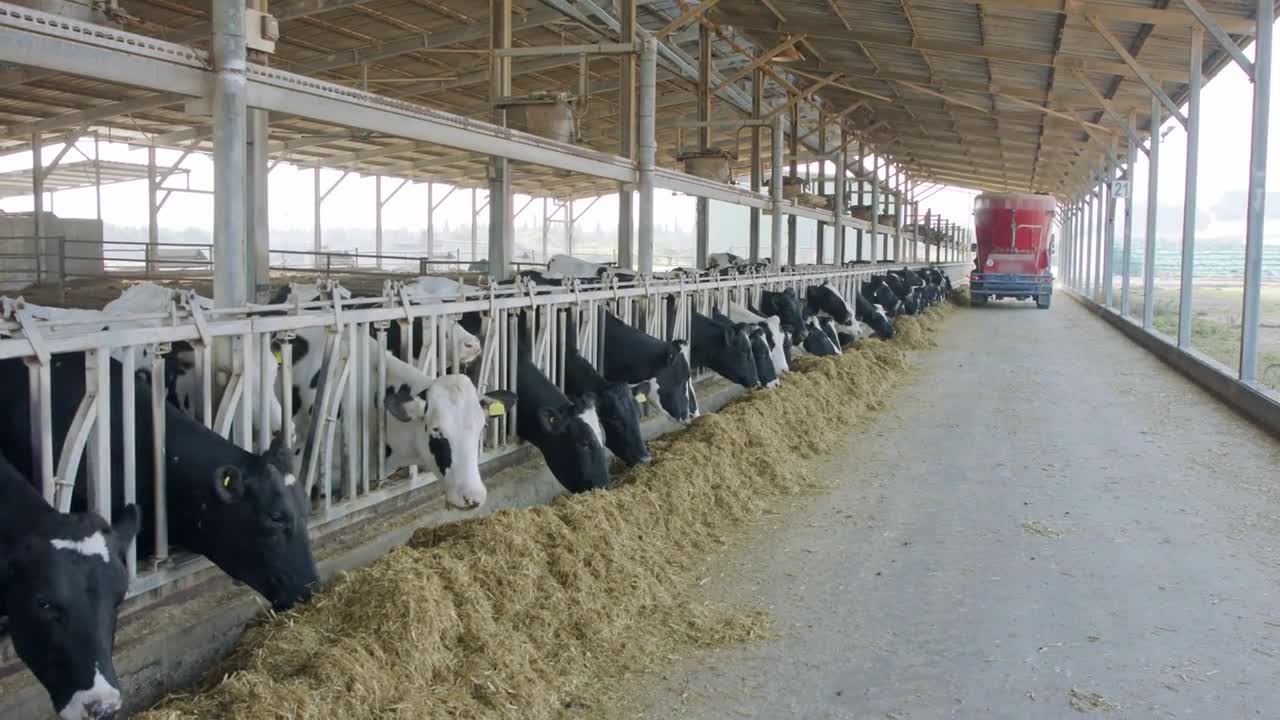 Cow feeding with a Self-propelled TMR mixer in a dairy farm