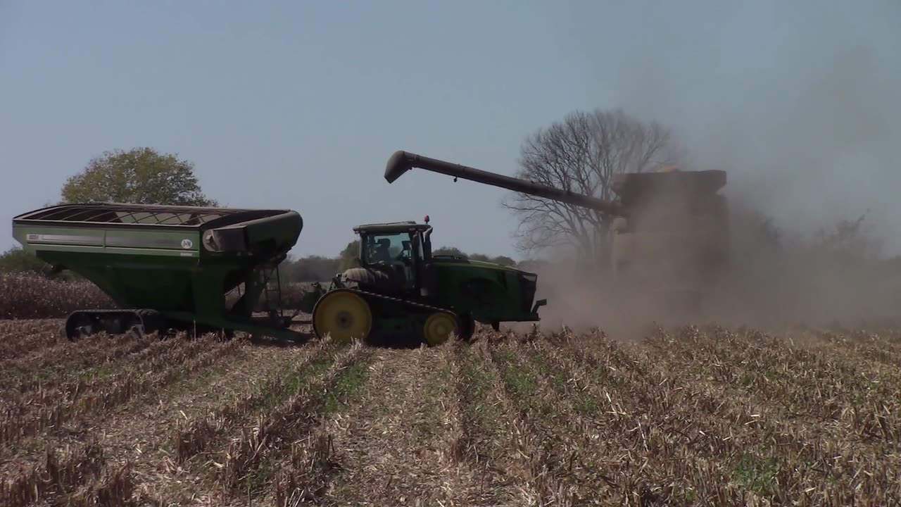 Corn Harvest 2024