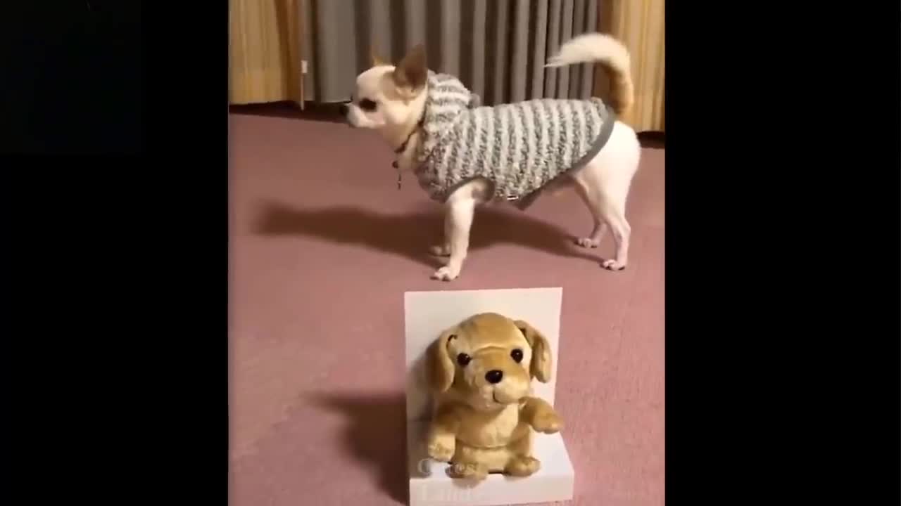 Watch & Enjoy with Funny Animals ll Part-3