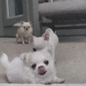 Baby chihuahua can’t get out!