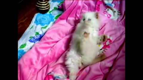 So many cute kittens videos compilation 2018