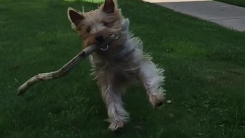 Fluffy brown dog runs at camera with huge stick