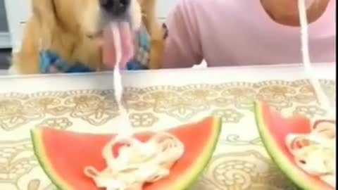 Dog vs human eating competition 😂