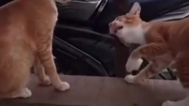 Cat funny video