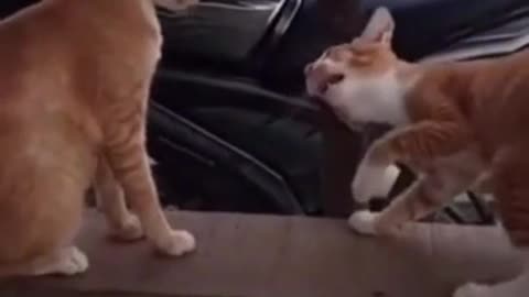 Cat funny video