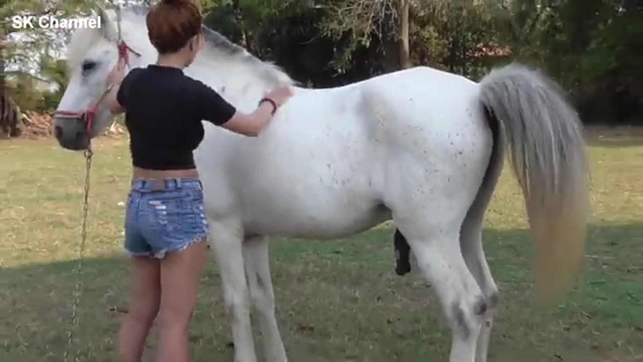 Elias Barbosa - Horse care Basic training by Pretty Girl at In the village