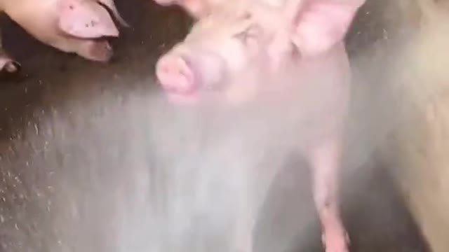 Pig loves water