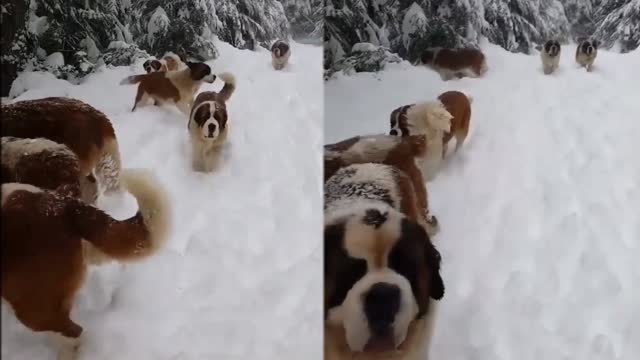 Life of Dogs in Cold Winter Place, Very Tough life