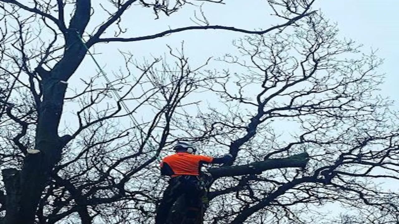 Best Tree Services in Dalry