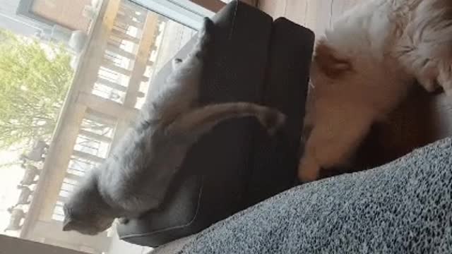 A cat trying to catch a cat's tail