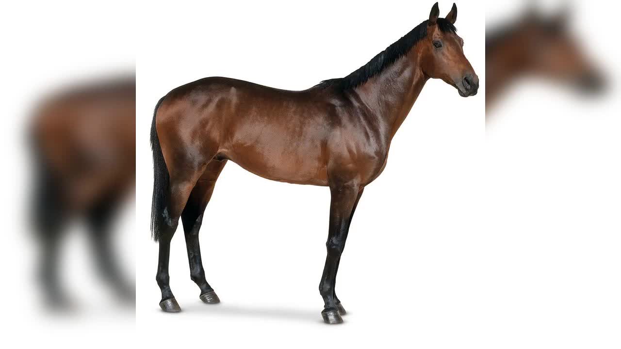 Horse price $2500000