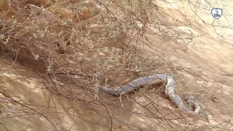 The Struggle For Survival In The Sahara Desert Fox Vs Snake