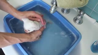 White Kittens Get A Bath