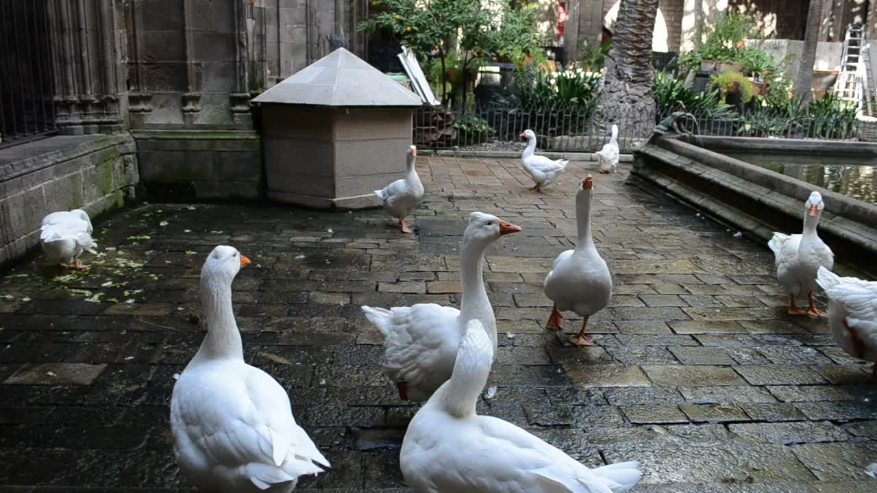 Birds in a courtyard