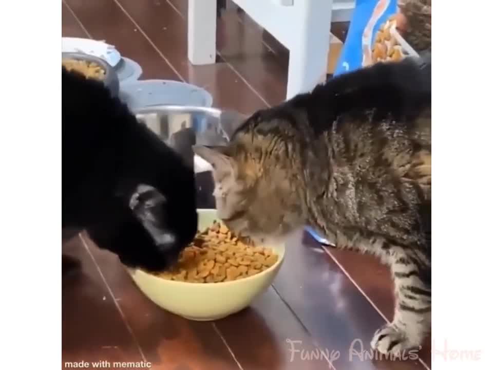 Funny Animals 2021 - cute animals of Tiktok