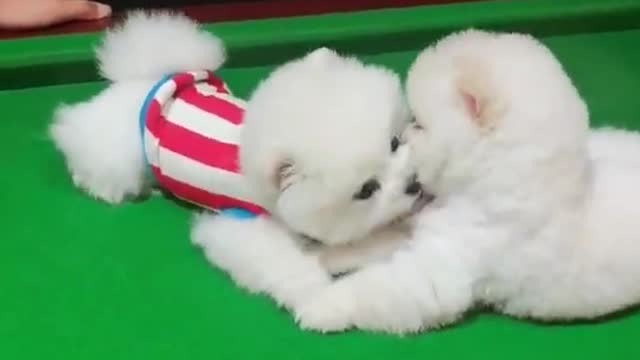 Funniest video cutie two baby dogs very lovely senesce