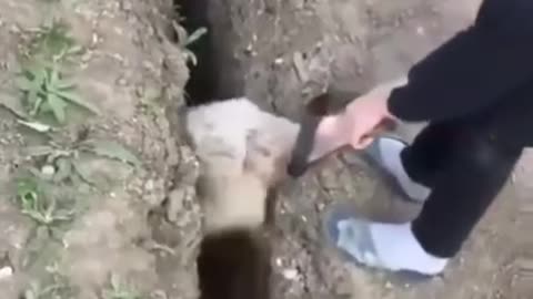 Sheep getting stuck in a tight situation