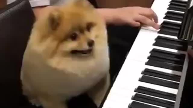 Cute Dog Plays Piano