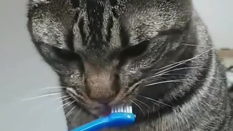 Brushing the kitten's teeth oral health is essential