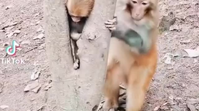 watch many beautiful monkey videos at the end