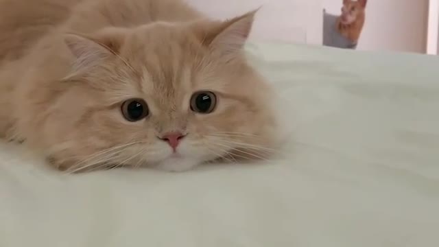 What do he thing Do idea