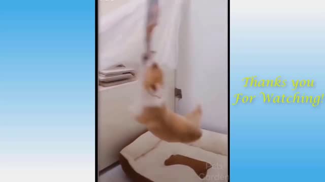 CUTE and FUNNY animals