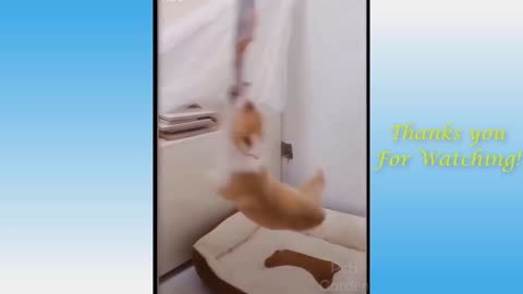 CUTE and FUNNY animals