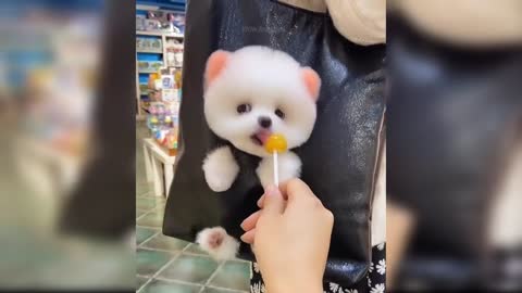 Baby Dogs - Cute and Funny Dog Videos Compilation (2021)