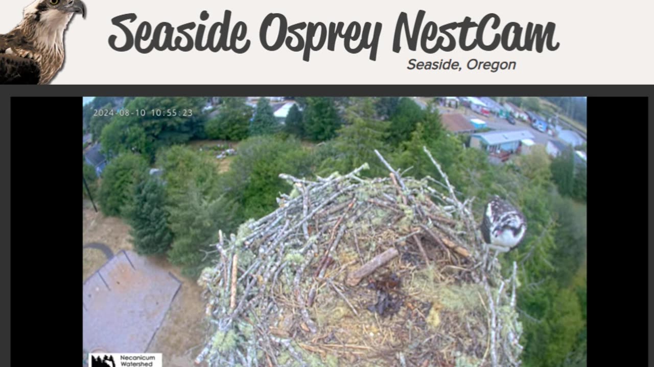Osprey Cam Live