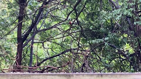 Papa Cardinal feeding juveniles