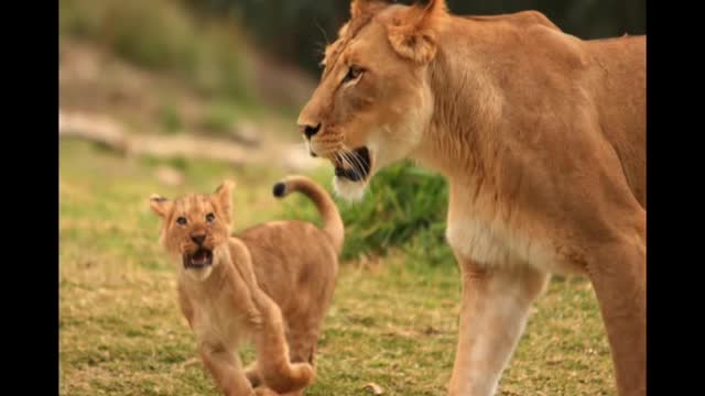 An enjoyable way of learning about animal's baby!