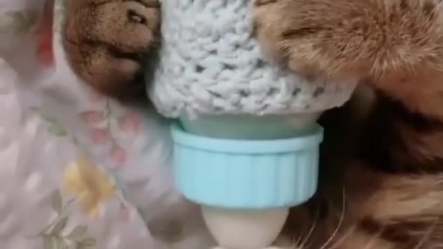 Cute cat drinking milk as baby