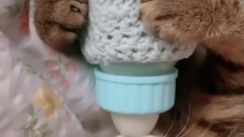 Cute cat drinking milk as baby