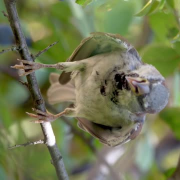 Little and little birds videos| Lovely Sparrow Little Birds videos