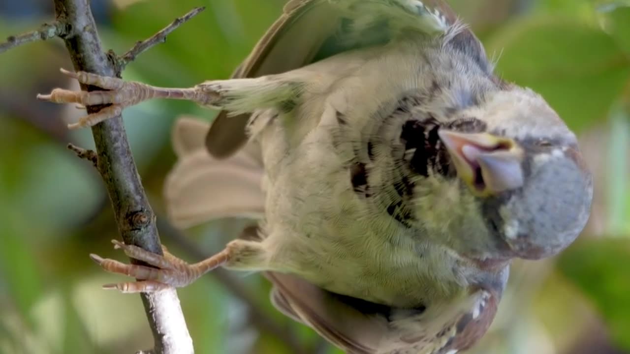 Little and little birds videos| Lovely Sparrow Little Birds videos