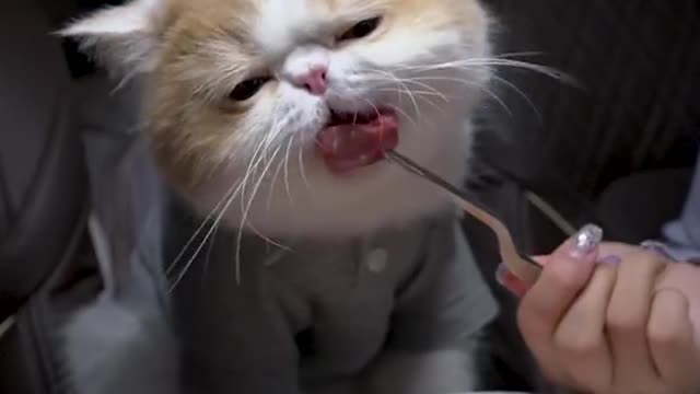 Interesting greedy kitten