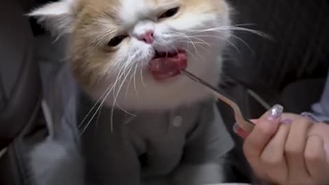 Interesting greedy kitten