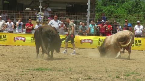 Zeko Malj od Živčića vs Brizan od Mesnice Blaško Brestovsko 2024