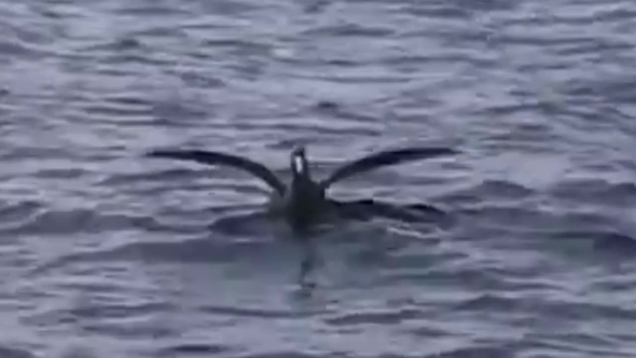 shark hunts seagull