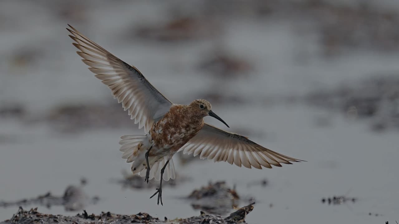 The Curlew Sandpiper: Close Up HD Footage (Calidris ferruginea)